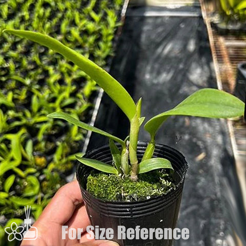 [Bare-root]Cat. eldorado (Syn wallisii) [Nov Preorder]