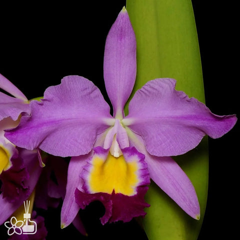 [Bare-root]Cat. eldorado (Syn wallisii) [Nov Preorder]