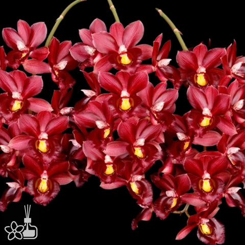 [Pseudobulb]Clo. Pierre Couret [Nov Preorder]