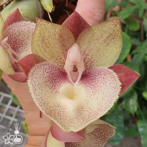 [Pseudobulb]Ctsm. Linda Vanella 'Pink' [Nov Preorder]