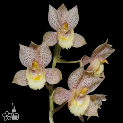 [Pseudobulb]Clo. Shauna's Sun Drops [Nov Preorder]