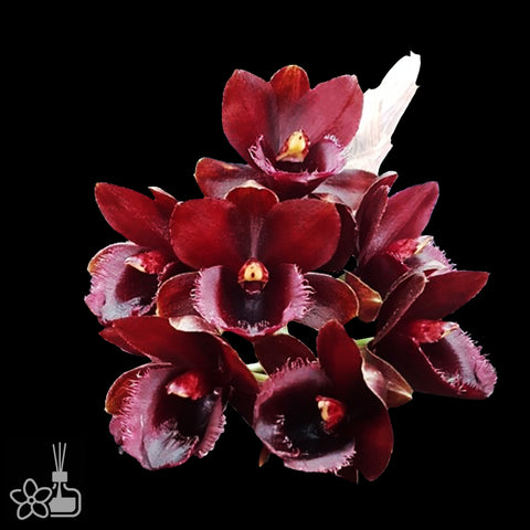 [Pseudobulb] FDK. Gemstones [Nov Preorder]