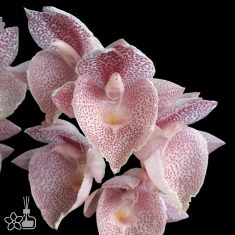 [Pseudobulb] Ctsm. Jamie Lawson 'XOXO [Nov Preorder]