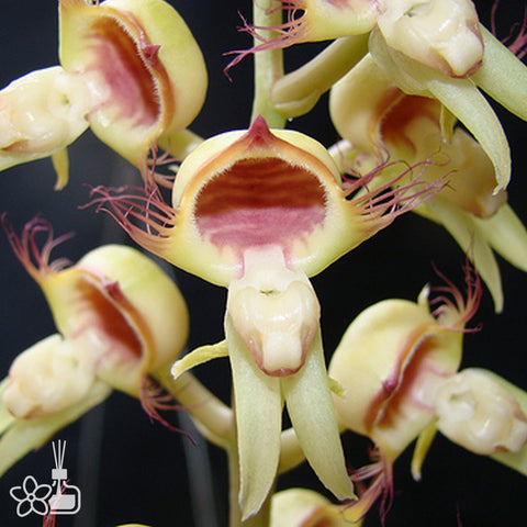 [Pseudobulb] Catasetum cilliatum [Nov Preorder]