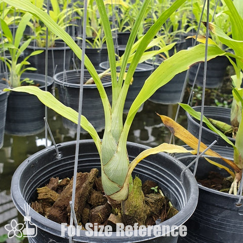 [Pseudobulb] Catasetum cilliatum [Nov Preorder]