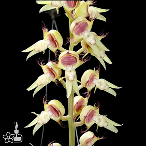 [Pseudobulb] Catasetum cilliatum [Nov Preorder]