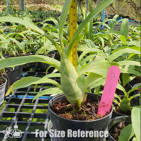 [Pseudobulb] FDK. Kelly Longley 'Black' [Nov Preorder]