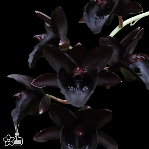 [Pseudobulb] FDK. Kelly Longley 'Black' [Nov Preorder]