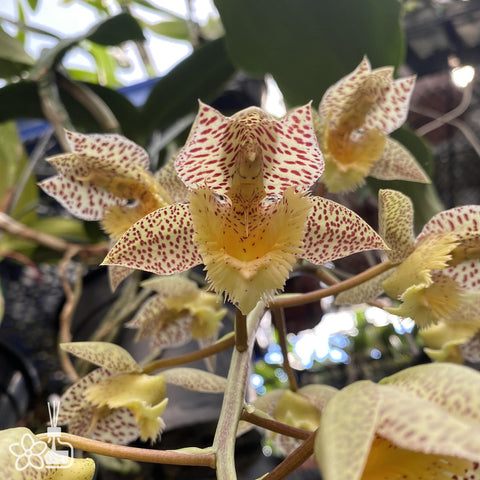 [Pseudobulb] Ctsm. fimbriatum x tigrinum 242 [Nov Preorder]