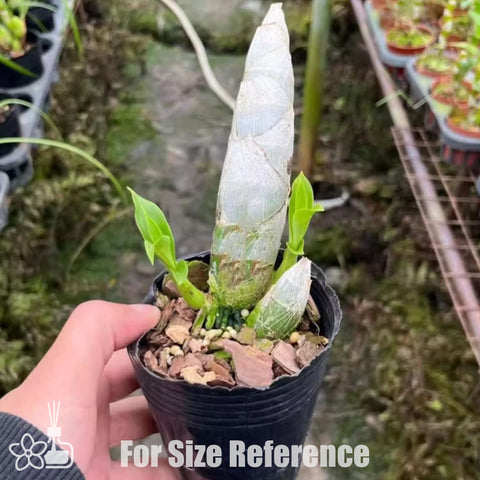 [Pseudobulb] Cyc. Wine Delight 紅天鵝  [Nov Preorder]