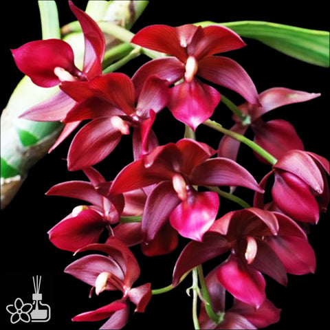 [Pseudobulb] Cyc. Wine Delight 紅天鵝  [Nov Preorder]