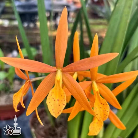 [Bare-root]Pcv. Golden Peacock 金孔雀 [Nov Preorder]