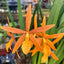 [Bare-root] #Cattleya Alliance# Pcv. Golden Peacock 金孔雀 [April Preorder 26]