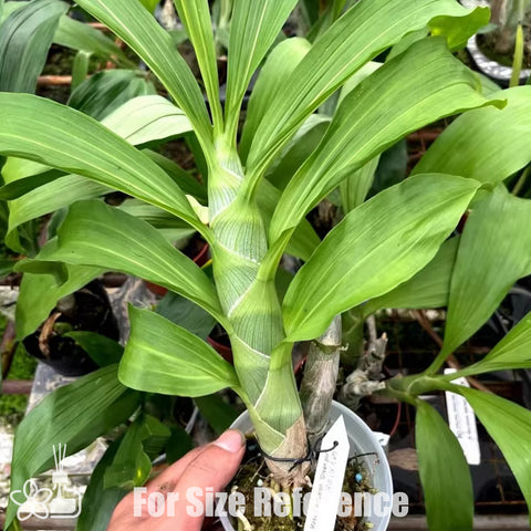 [Pseudobulb] Cyc. Mass Confusion 大迷糊 [Nov Preorder]