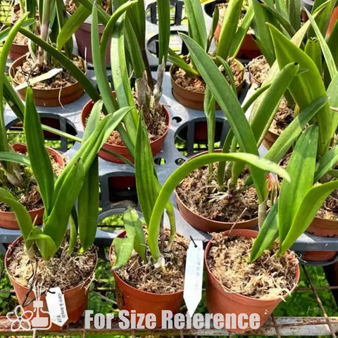 公元前。 Morning Glory 'Valentine Kiss' 情人節之吻