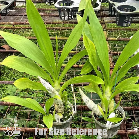 [Pseudobulb] Cyc. Taiwan Gold 'Orange' 台灣金桔 [Nov Preorder]