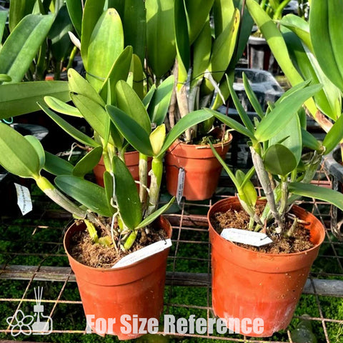 [Bare-root]Cattleya intermedia xsib [Nov Preorder]