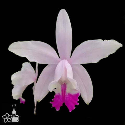 [Bare-root]Cattleya intermedia xsib [Nov Preorder]