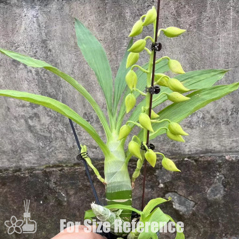 [Pseudobulb] Cyc. Taiwan Gold 黃天鵝 [Nov Preorder]