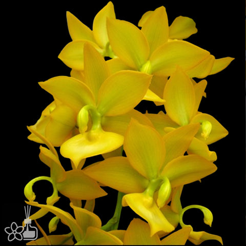 [Pseudobulb] Cyc. Taiwan Gold 黃天鵝 [Nov Preorder]