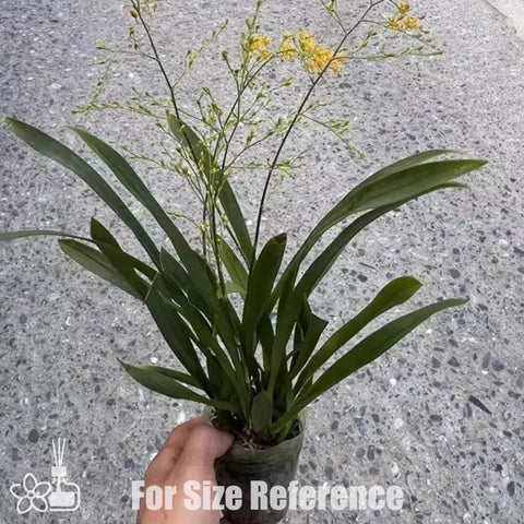 [Bare-root]Oncidium Twinkle "Little Bee" 小蜜蜂  [Nov in stock]