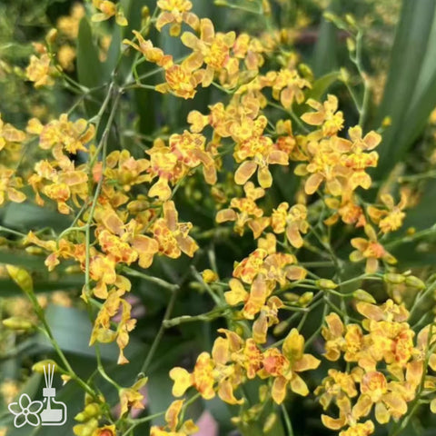 [Bare-root]Oncidium Twinkle "Little Bee" 小蜜蜂  [Nov in stock]