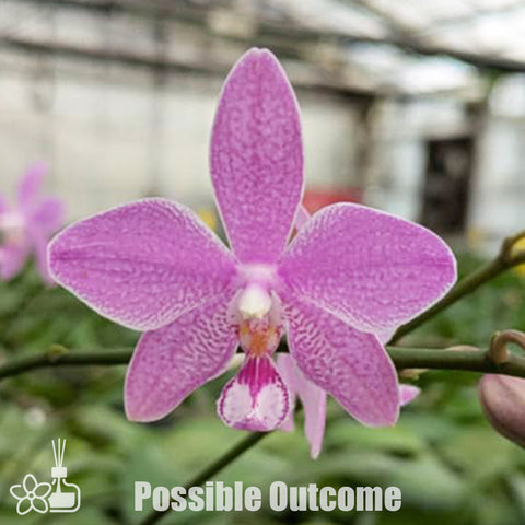 [Bare-root]Phal. speciosa 'purple' x Phal. schilleriana '112-1' [Nov Preorder]