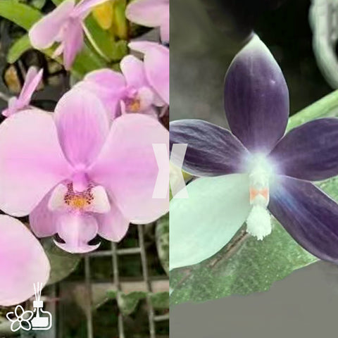 [Bare-root]Phal. speciosa 'purple' x Phal. schilleriana '112-1' [Nov Preorder]