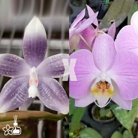 [Bare-root]Phal. speciosa 'Blue Net' x Phal. sanderiana [Nov Preorder]