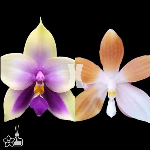 [Bare-root]Phal. bellina var. blue × tetraspis var. coffee [Nov Preorder]