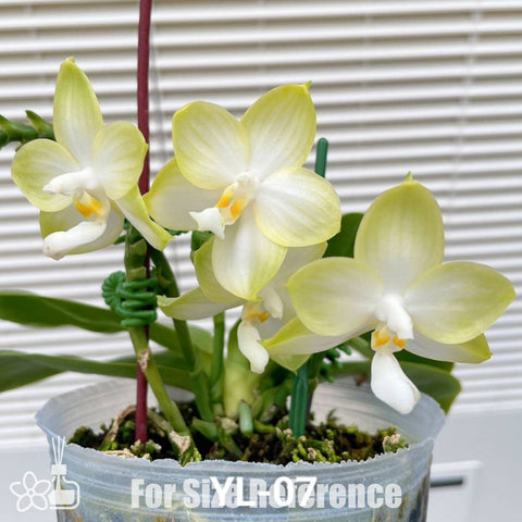 [Bare-root]Phal. Patti Lee 'So fragrant no friends' 香到沒朋友 [Nov Preorder]