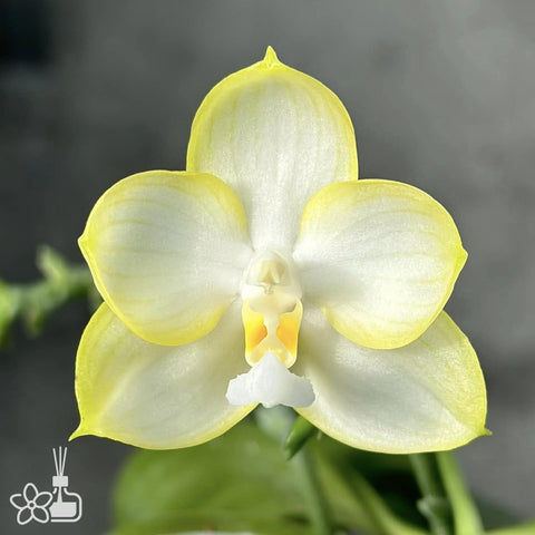 [Bare-root]Phal. Patti Lee 'So fragrant no friends' 香到沒朋友 [Nov Preorder]