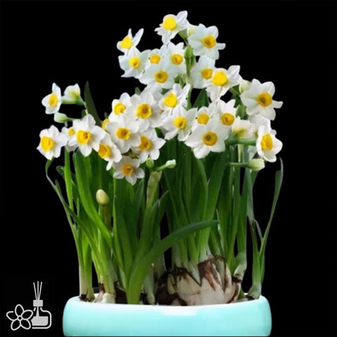 [Bulb]Narcissus tazetta var. chinensis 'JIN-ZHAN-YIN-TAI' 中國水仙 '金盞銀臺' [Nov Preorder]