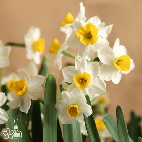 [Bulb]Narcissus tazetta var. chinensis 'JIN-ZHAN-YIN-TAI' 中國水仙 '金盞銀臺' [Nov Preorder]
