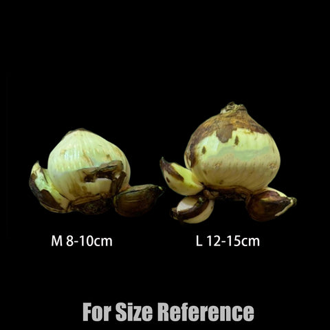 [Bulb]Narcissus tazetta var. chinensis 'JIN-ZHAN-YIN-TAI' 中國水仙 '金盞銀臺' [Nov Preorder]