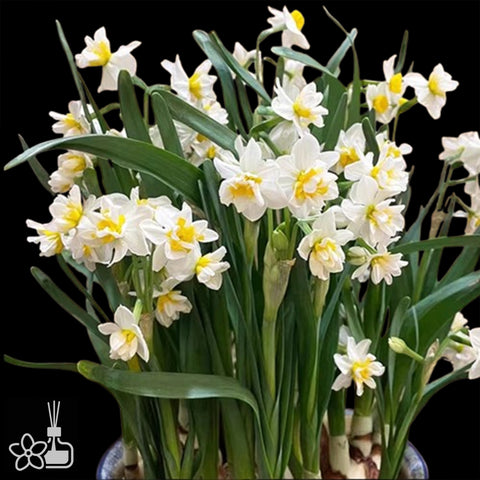 [Bulb]Narcissus tazetta var. chinensis ‘YU-LING-LONG' 中國水仙 '玉玲瓏' [Nov Preorder]