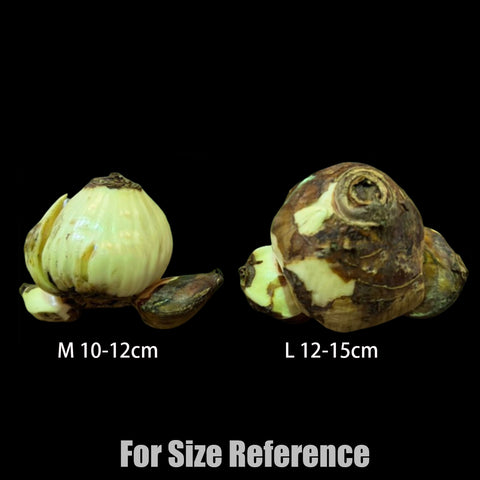 [Bulb]Narcissus tazetta var. chinensis ‘YU-LING-LONG' 中國水仙 '玉玲瓏' [Nov Preorder]