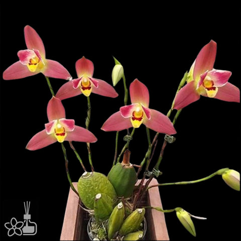 [Pseudobulb] Lycaste Red Jewel 紅寶貝捧心蘭 [Nov Preorder]