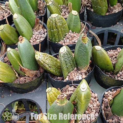 [Pseudobulb] Lycaste Red Jewel 紅寶貝捧心蘭 [Nov Preorder]