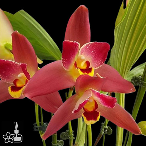[Pseudobulb] Lycaste Red Jewel 紅寶貝捧心蘭 [Nov Preorder]