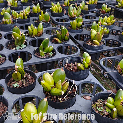 [Pseudobulb] Lycaste Green Apple 青蘋果 [Nov Preorder]