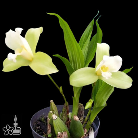 [Pseudobulb] Lycaste Green Apple 青蘋果 [Nov Preorder]