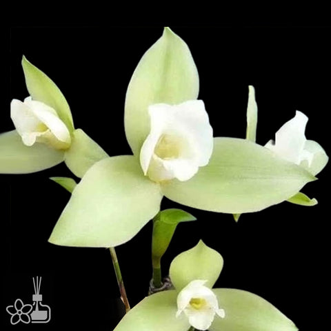 [Pseudobulb] Lycaste Green Apple 青蘋果 [Nov Preorder]