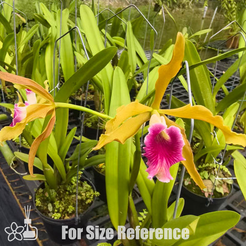 [Bare-root]Laelia grandis [Nov Special Preorder]