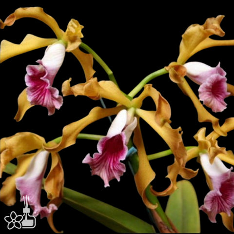[Bare-root]Laelia grandis [Nov Special Preorder]