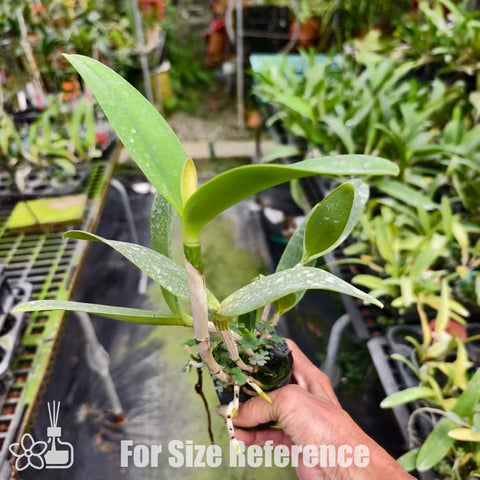 [Bare-root]C. amethystoglossa coerulea 藍阿美 [Nov Special Preorder]