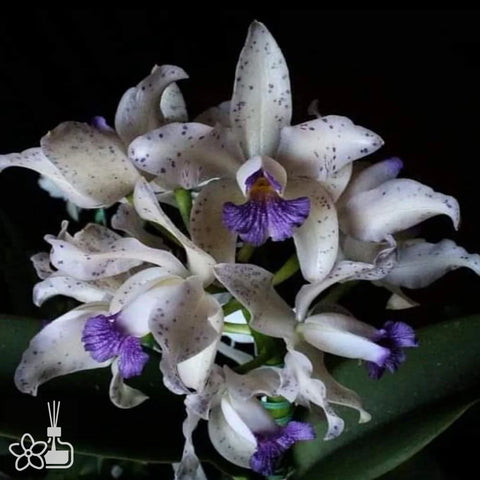 [Bare-root]C. amethystoglossa coerulea 藍阿美 [Nov Special Preorder]