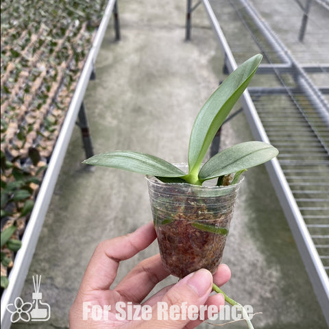 [Bare-root]Phal. Formosa Sweet Memory 三和香奈兒 [Nov Preorder]