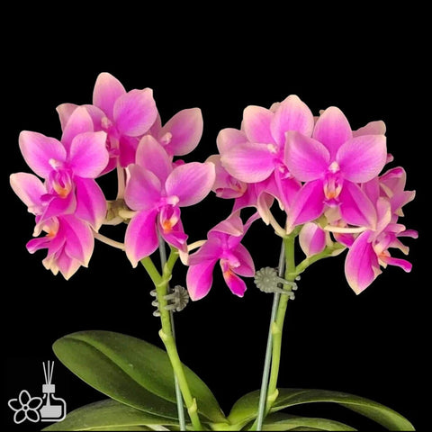 [Bare-root]Phal. Formosa Sweet Memory 三和香奈兒 [Nov Preorder]