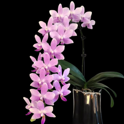[Bare-root]Phal. Anthura Victoria 紫水仙 [Nov in Stock]